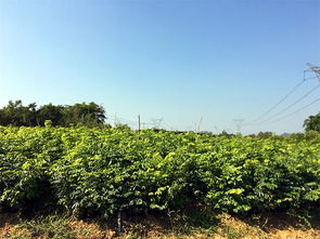 买黄花梨中苗认准景丰苗木场,江门黄花梨