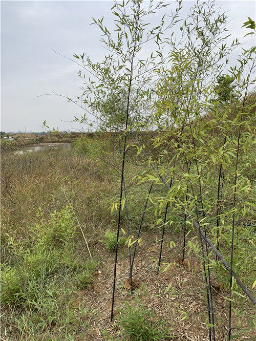 长沙3米高紫竹苗木花卉基地