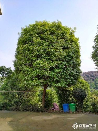 桂花树同类产品报价