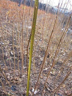 【黄菠萝苗厂家/占地苗/药材苗】宽城区永发苗木培育基地 - 产品库