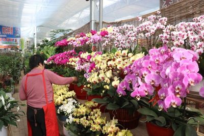 让游客带走菏泽牡丹,鲁西南花卉大市场准备好了